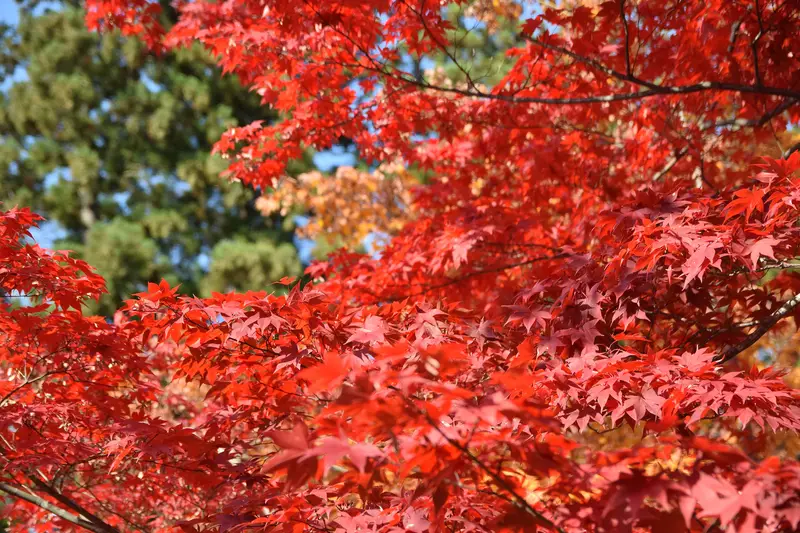 Autumn at Hirosaki Castle, Aomori